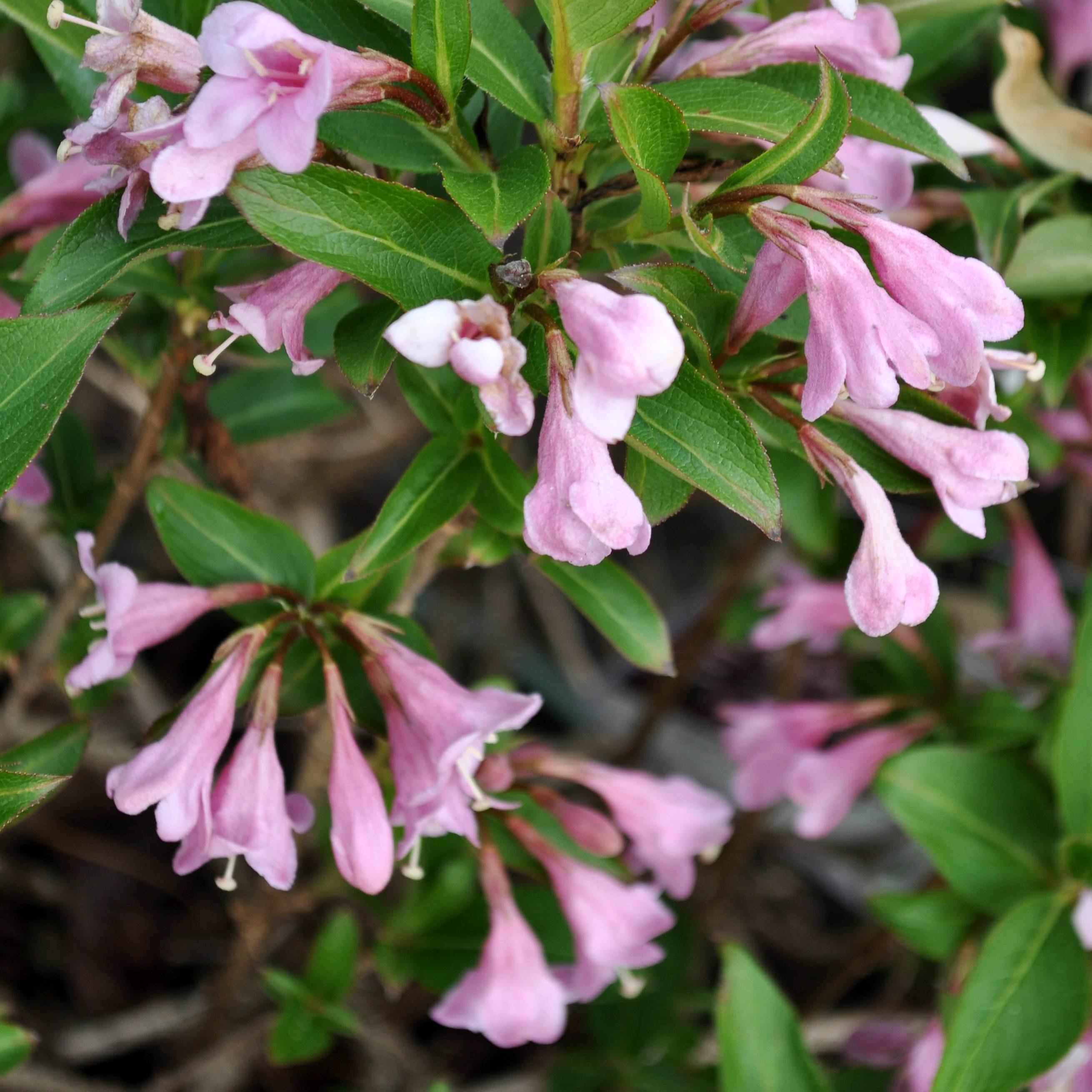 Weigela florida Pink Poppet Pot de 7,5L/10L - Image 1