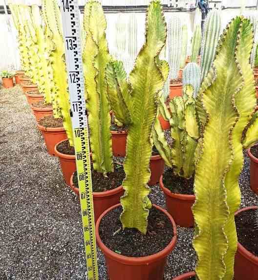 0 - Euphorbia ingens 'Marmorata' Pot de 25L - 80/100cm - Image 2