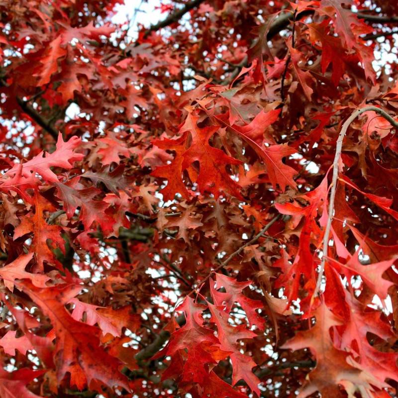 Chêne rouge d'Amérique, Quercus rubra - Pot de 10L - 120/150 cm - Imagen 1