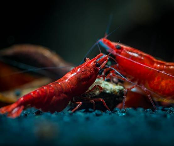 Granulés Mix Complete - Alimentation crevettes d'aquarium - Fabriqué en France - Image 3