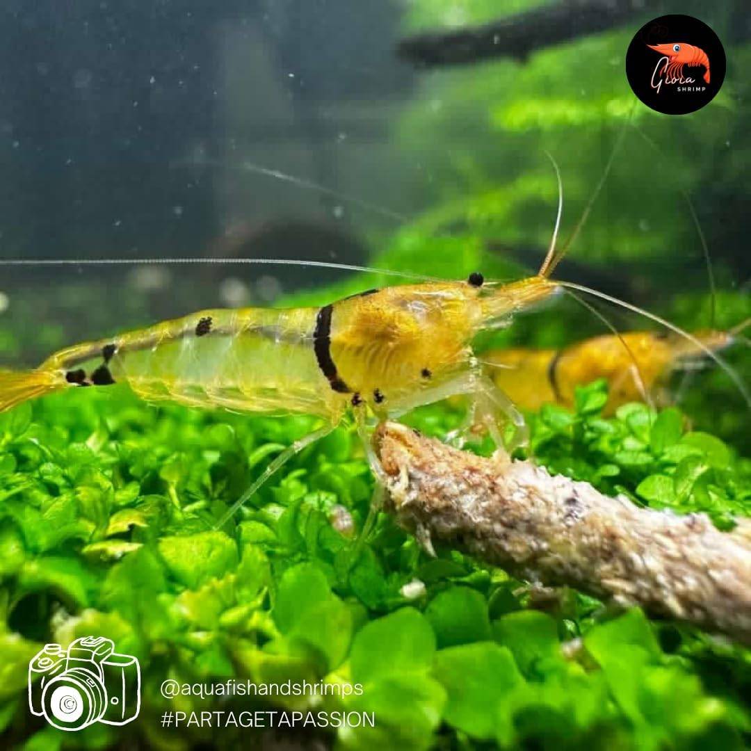 Granulés Mix Complete - Alimentation crevettes d'aquarium - Fabriqué en France - Image 2