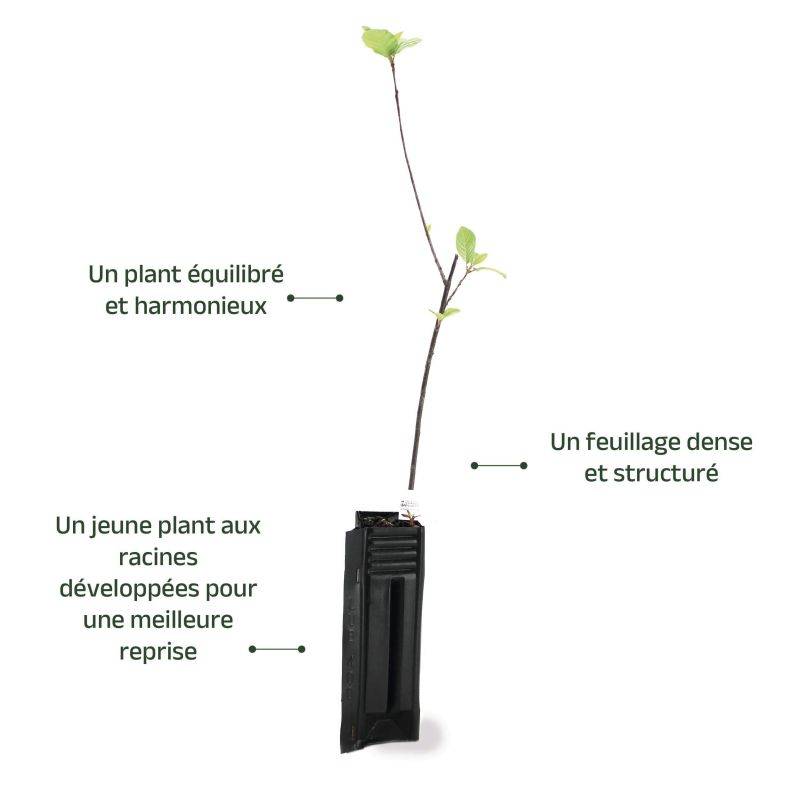 Bourdaine (Frangula alnus) - Godet - Taille 20/40cm - Pépinières Naudet - Imagen 4