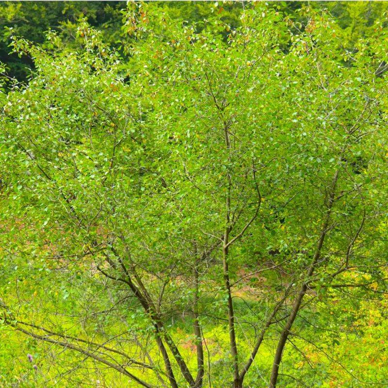 Bourdaine (Frangula alnus) - Godet - Taille 20/40cm - Pépinières Naudet - Imagen 1