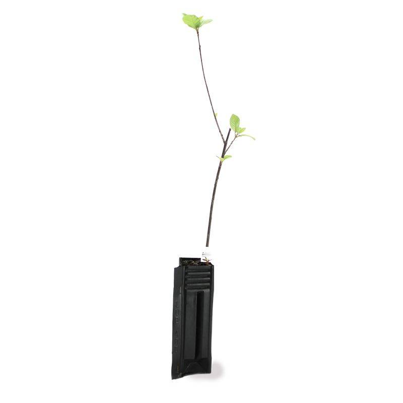 Bourdaine (Frangula alnus) - Godet - Taille 20/40cm - Pépinières Naudet - Imagen 3