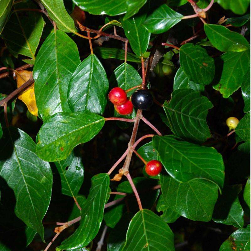 Bourdaine (Frangula alnus) - Godet - Taille 20/40cm - Pépinières Naudet - Imagen 2