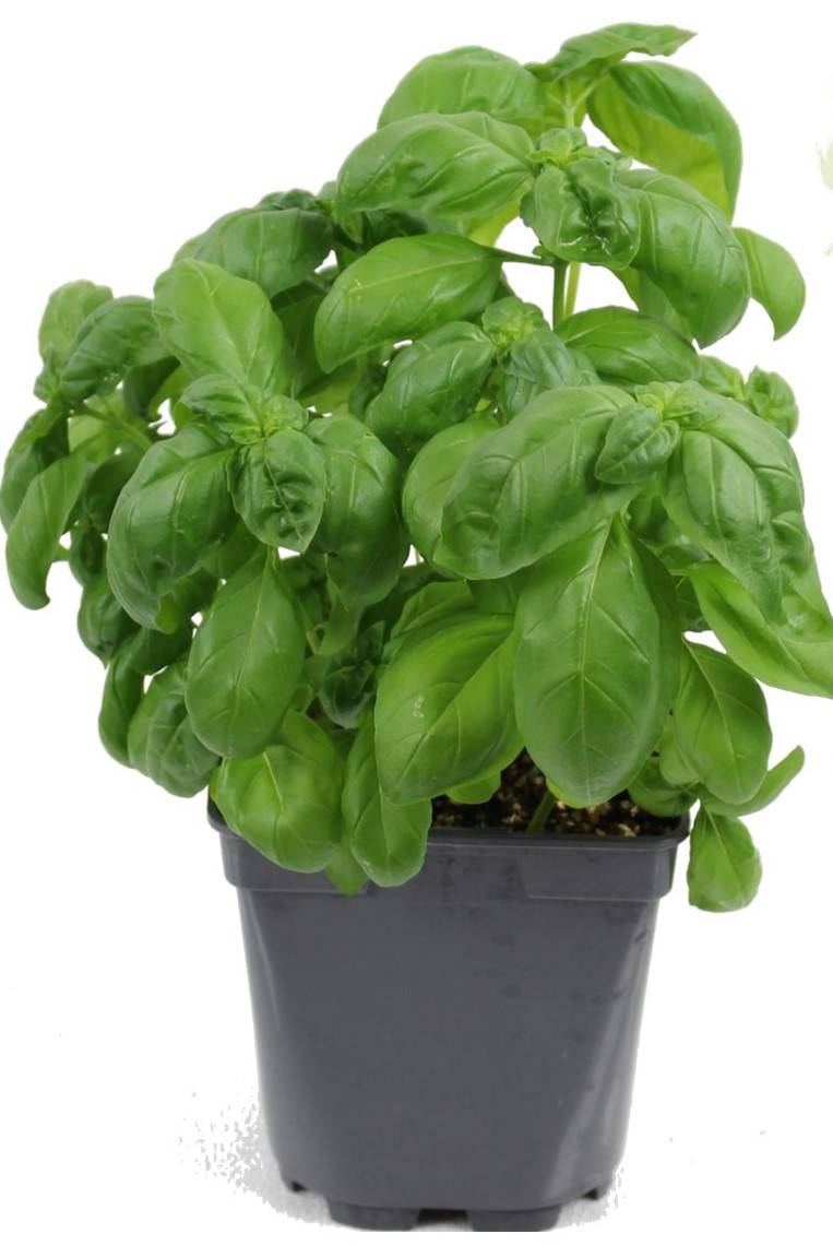 Fleuron D'Anjou - Basilic grand vert pot de 1 litre