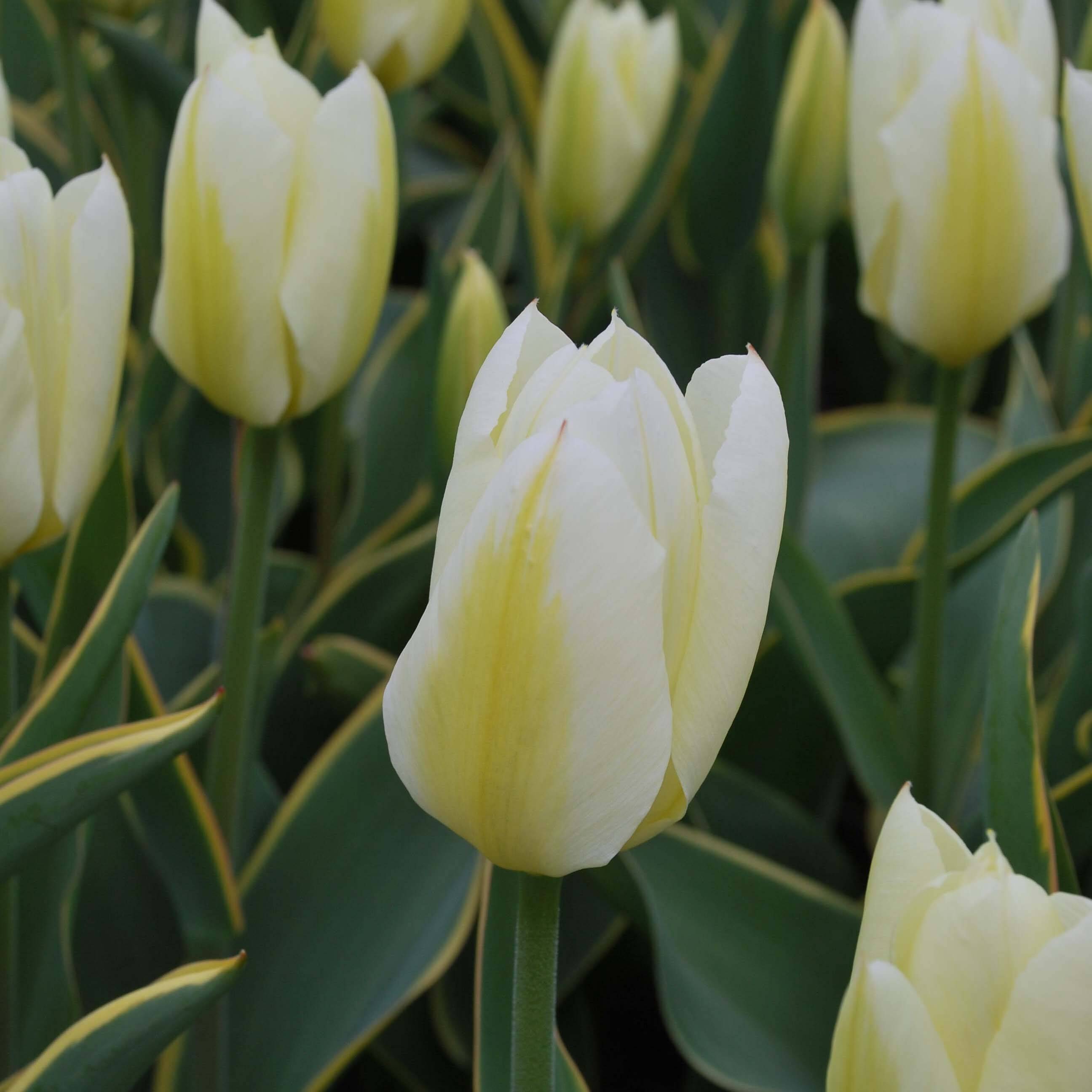 Promesse de Fleurs - Tulipe fosteriana Purissima Design Bulbe calibre 11+ (par 10)