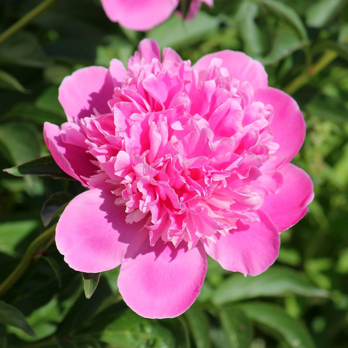 Pivoine lactiflora Bouquet Perfect Pot de 3L/4L