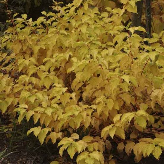 Cornus sanguinea Mid Winter Fire - Cornouiller sanguin Godet de 8/9 cm