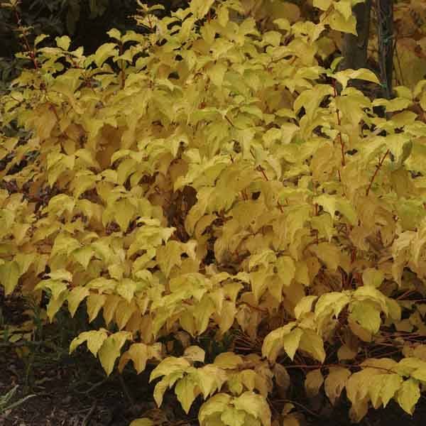 Cornus sanguinea Mid Winter Fire - Cornouiller sanguin Godet de 8/9 cm