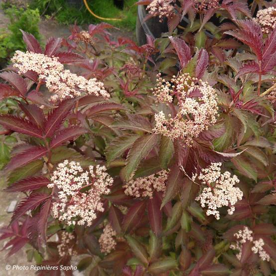 Sambucus nigra Serenade - Sureau noir Godet de 8/9 cm