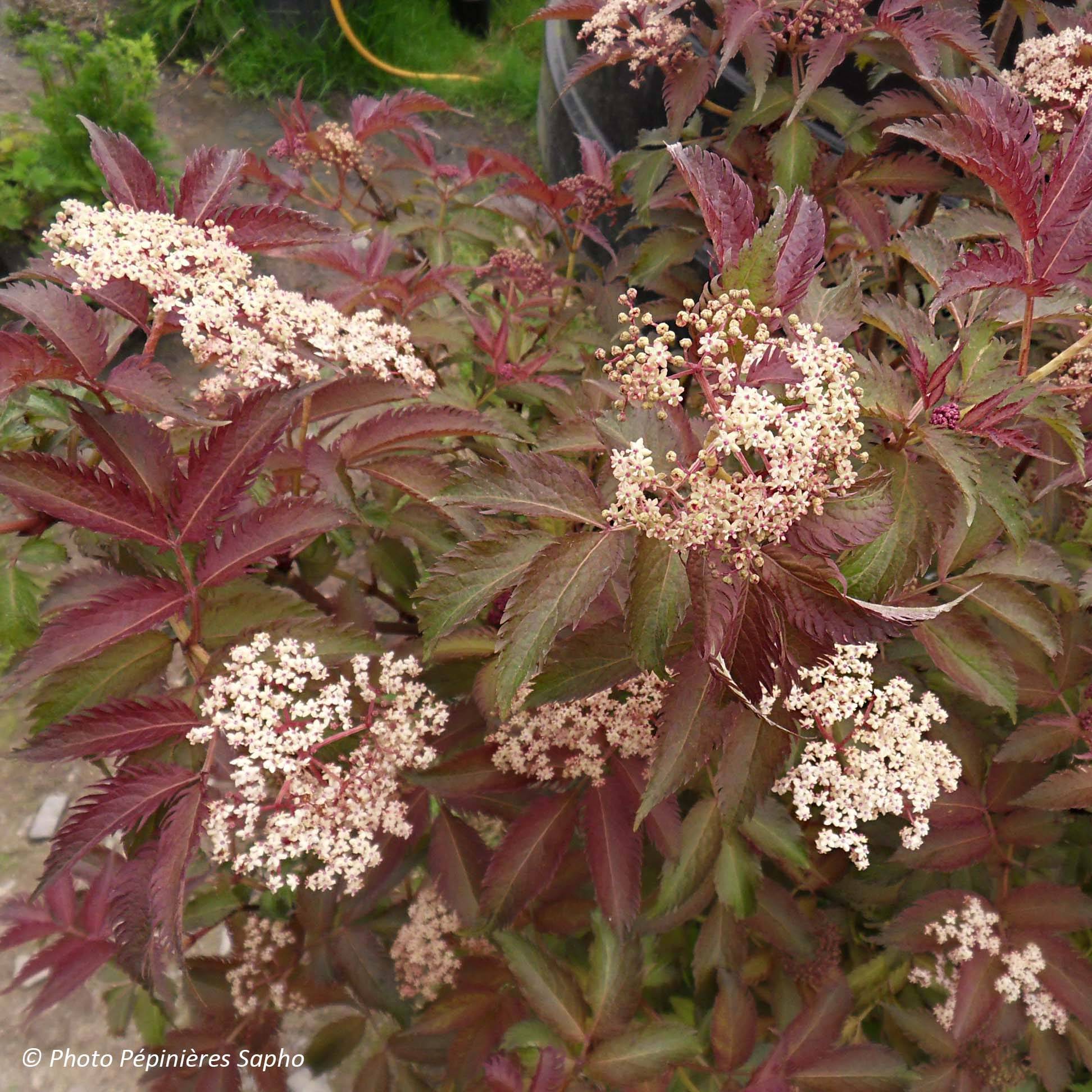 Promesse de Fleurs - Sambucus nigra Serenade - Sureau noir Godet de 8/9 cm