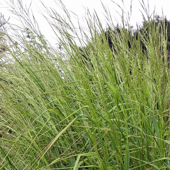 Stipa extremiorientalis - Stipe Godet de 8/9 cm
