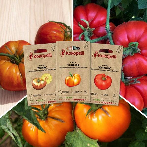 Tomates pour conserves - 3 sachets de graines bio à semer - Imagen 1