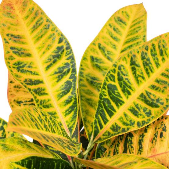 Codiaeum Petra Croton 45cm - Plante d'intérieur- La Green Touch - Image 3