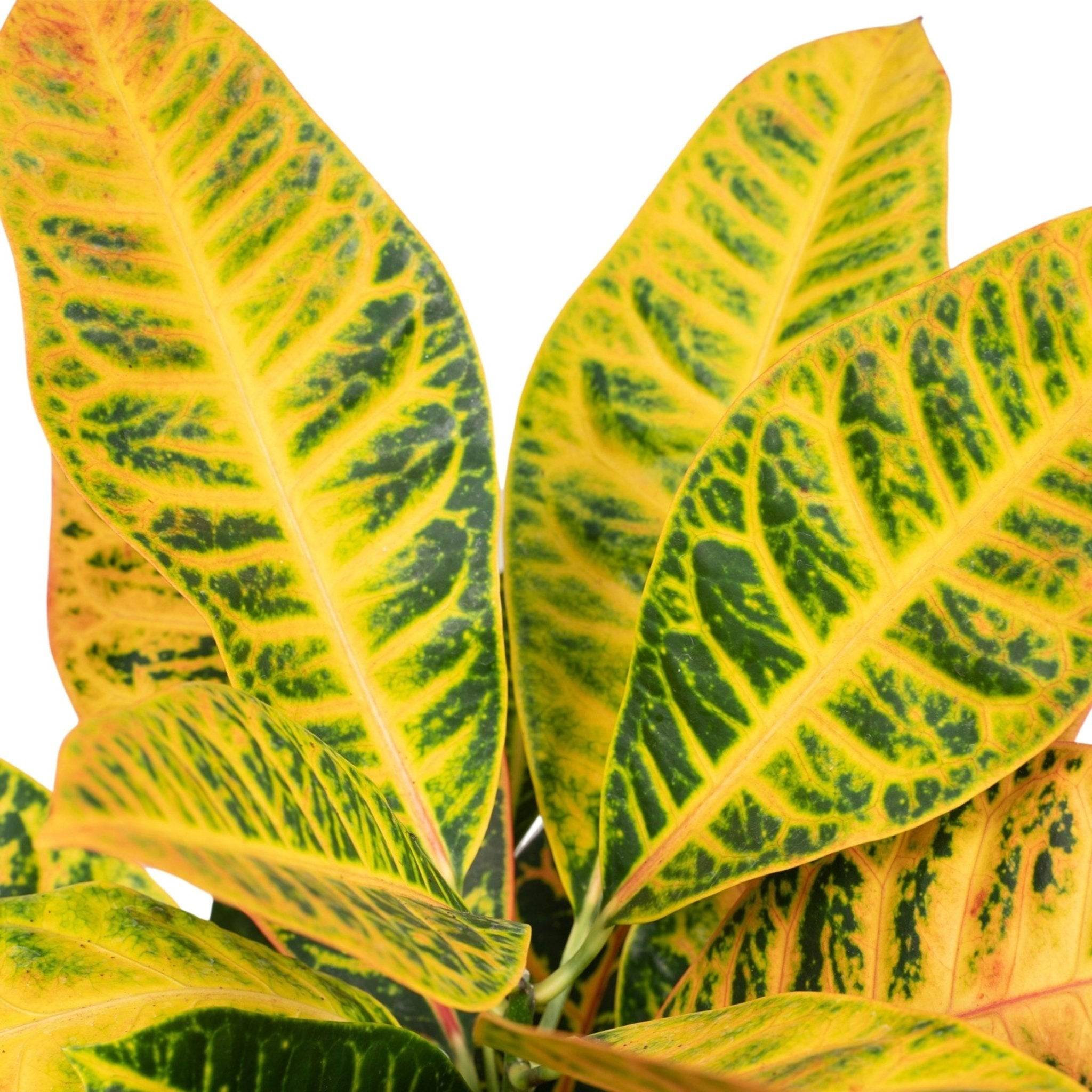 Codiaeum Petra Croton 45cm - Plante d'intérieur- La Green Touch - Image 3