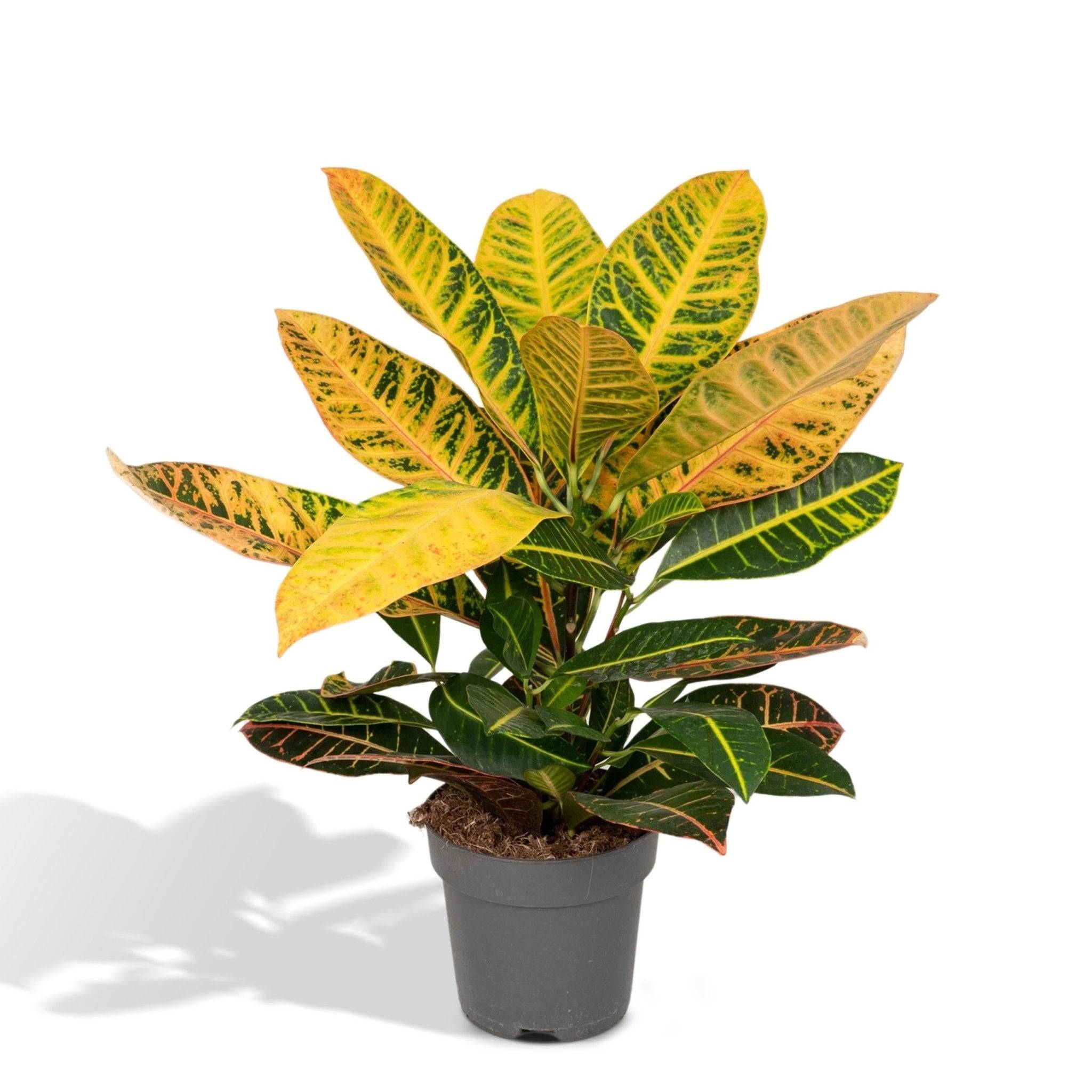 Codiaeum Petra Croton 45cm - Plante d'intérieur- La Green Touch - Image 4
