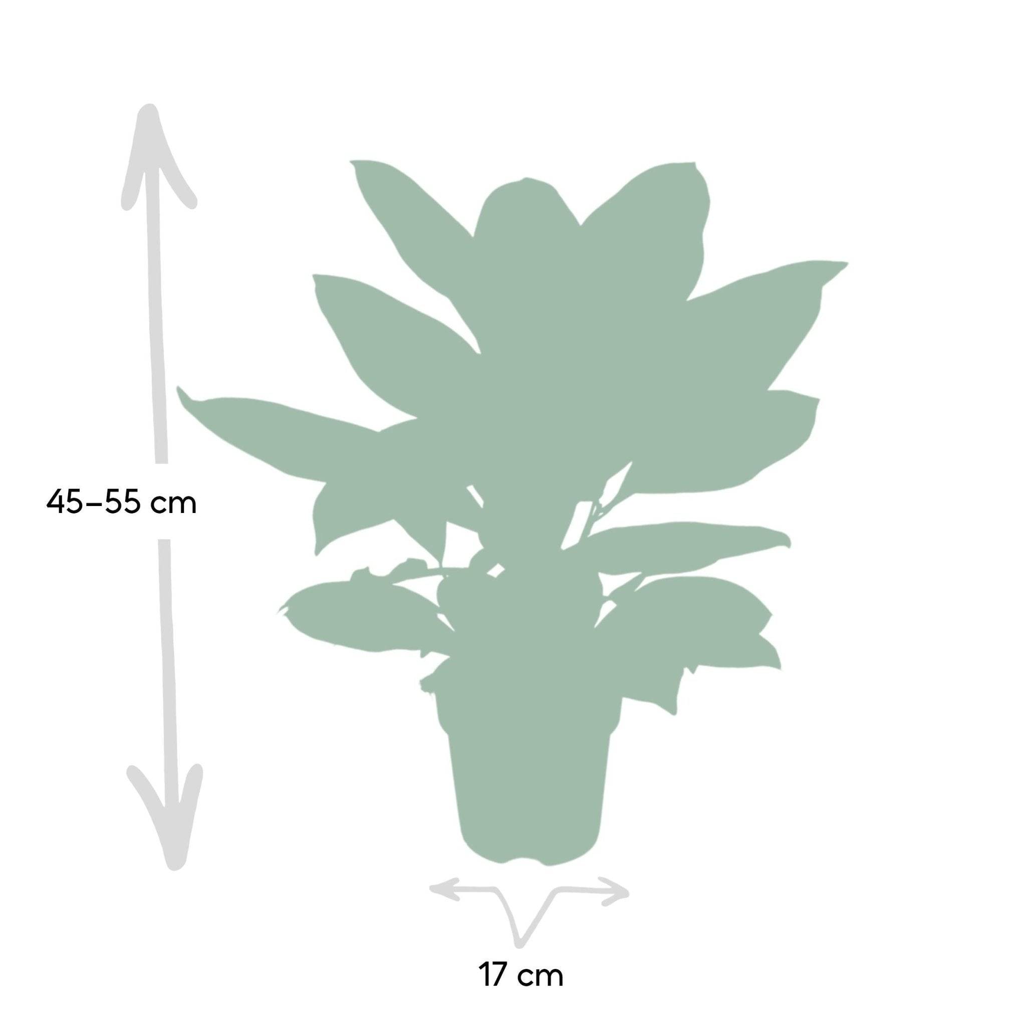 Codiaeum Petra Croton 45cm - Plante d'intérieur- La Green Touch - Image 5