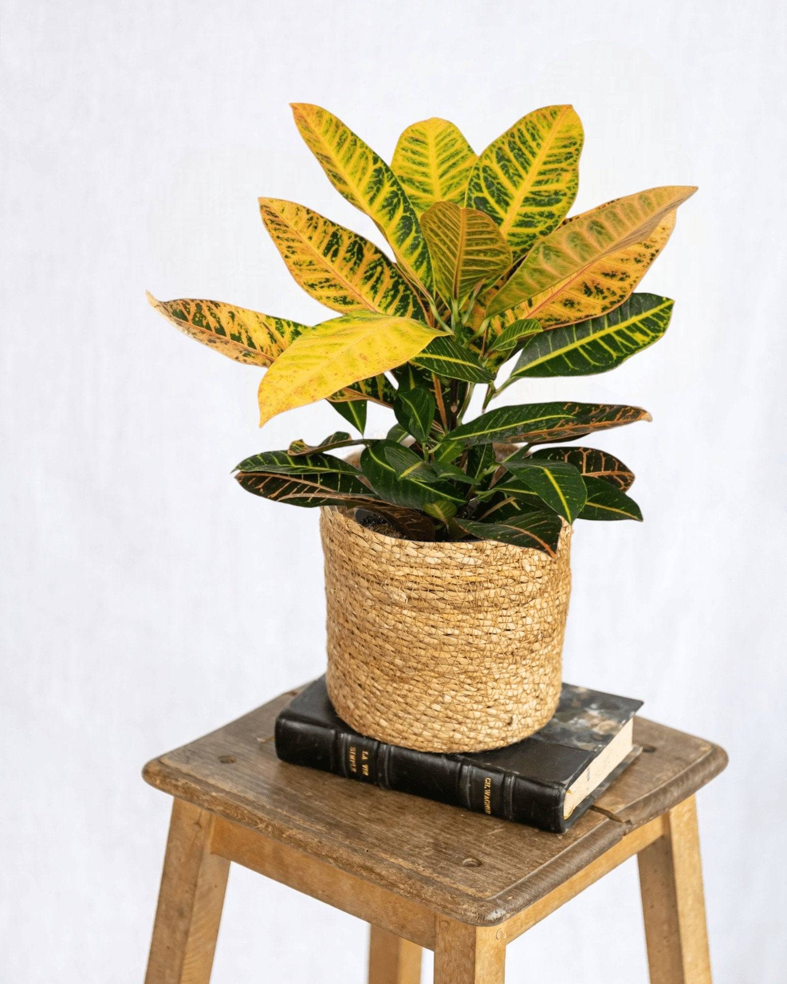 Codiaeum Petra Croton 45cm - Plante d'intérieur- La Green Touch - Image 2