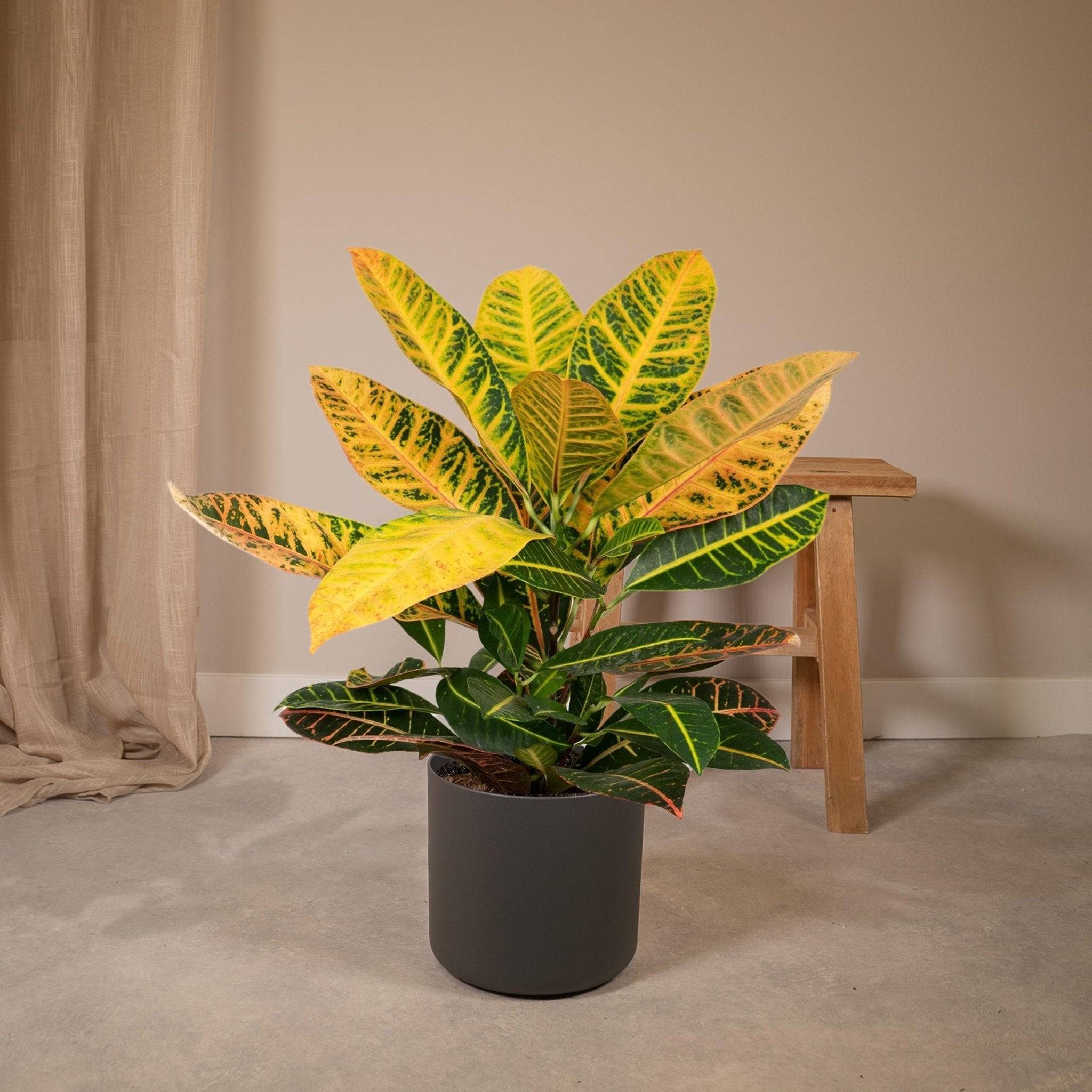 Codiaeum Petra Croton 45cm - Plante d'intérieur- La Green Touch - Image 6