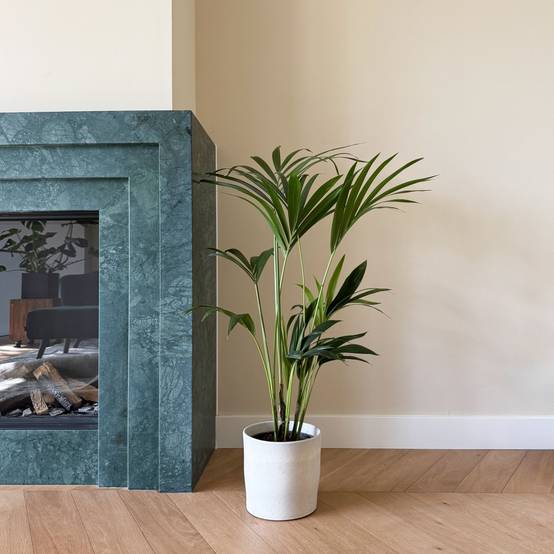 Plant In A Box - Palmier Kentia - Howea forsteriana - Hauteur 90-100cm - ⌀18cm - Image 2