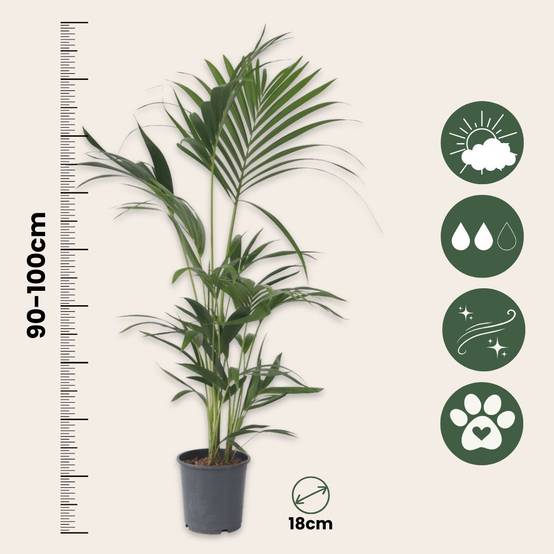 Plant In A Box - Palmier Kentia - Howea forsteriana - Hauteur 90-100cm - ⌀18cm - Image 6