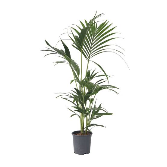 Plant In A Box - Palmier Kentia - Howea forsteriana - Hauteur 90-100cm - ⌀18cm - Image 1