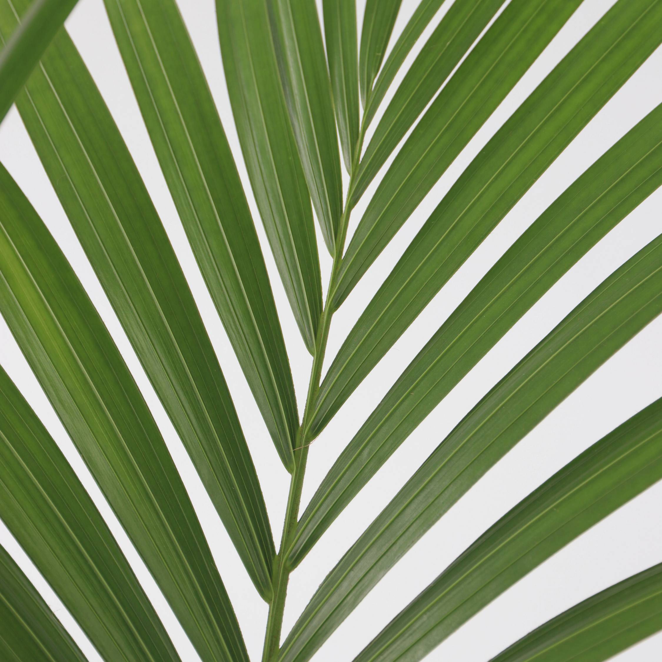 Plant In A Box - Palmier Kentia - Howea forsteriana - Hauteur 90-100cm - ⌀18cm - Image 4