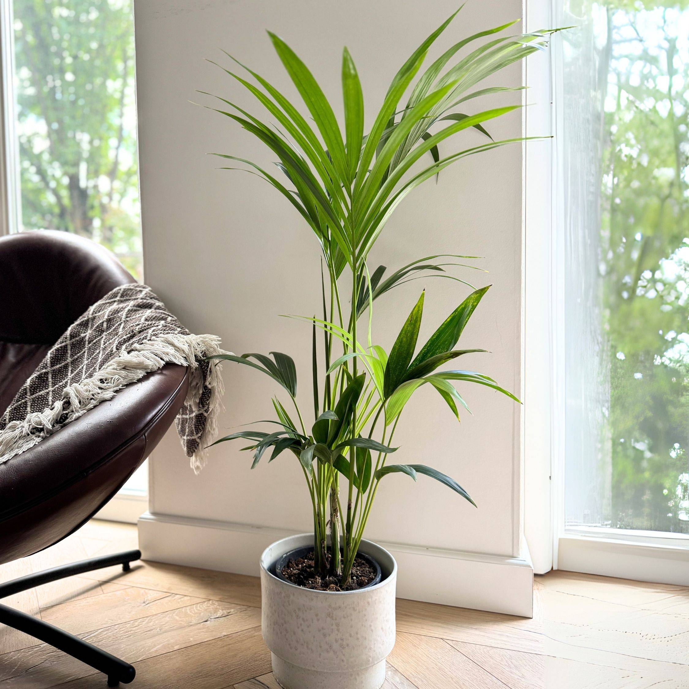 Plant In A Box - Palmier Kentia - Howea forsteriana - Hauteur 90-100cm - ⌀18cm - Image 3
