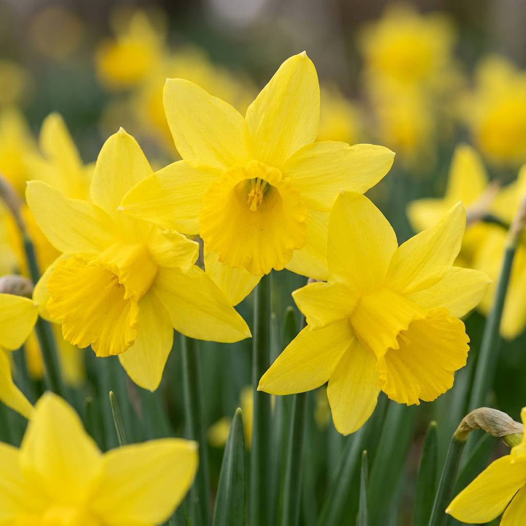 La Green Touch - Narcisse February Gold - 15 bulbes - calibre 10/12