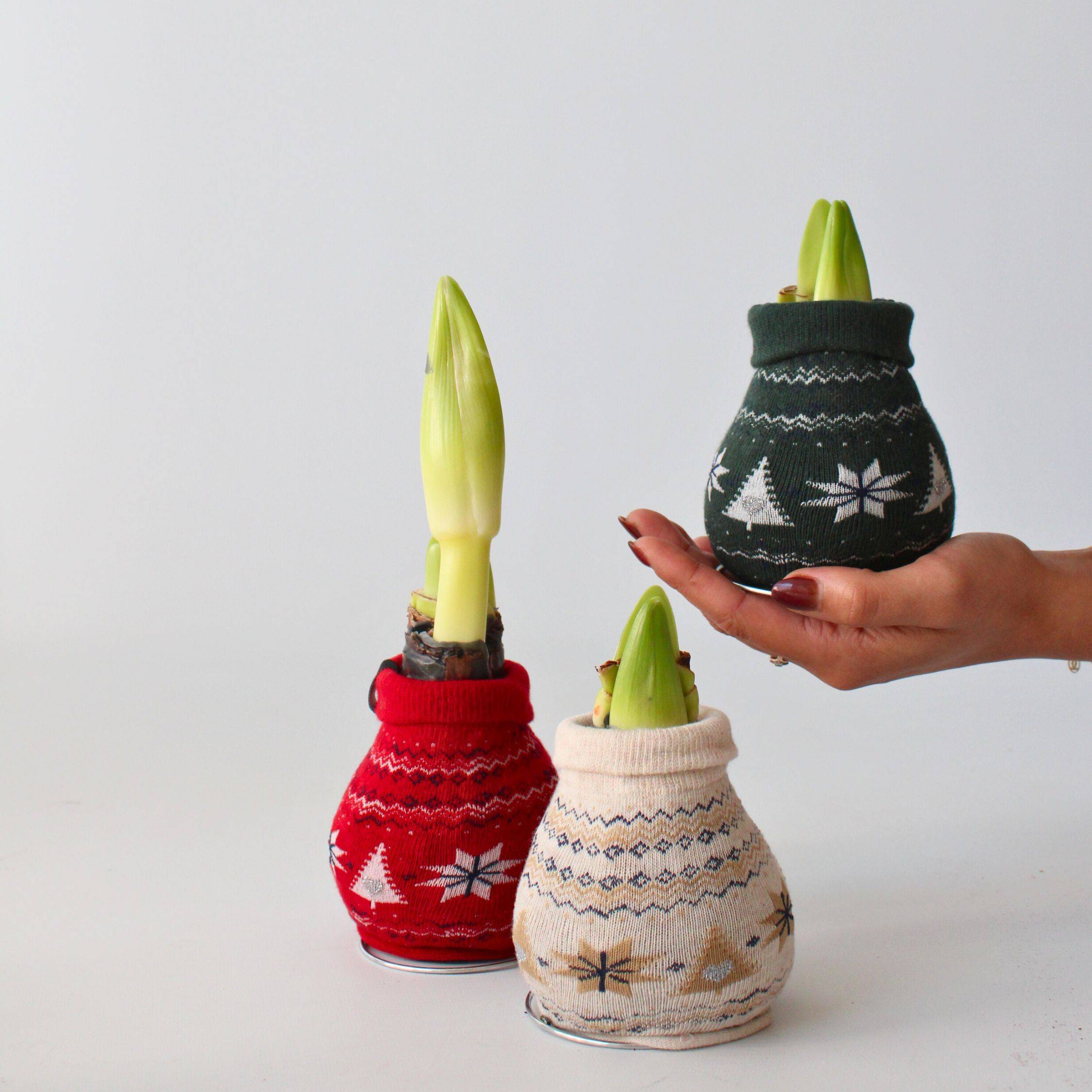 Plant In A Box - Amaryllis - Set de 3 - Hippeastrum 'Christmas Sweater' - Bulbe de fleur - Rouge - Image 2