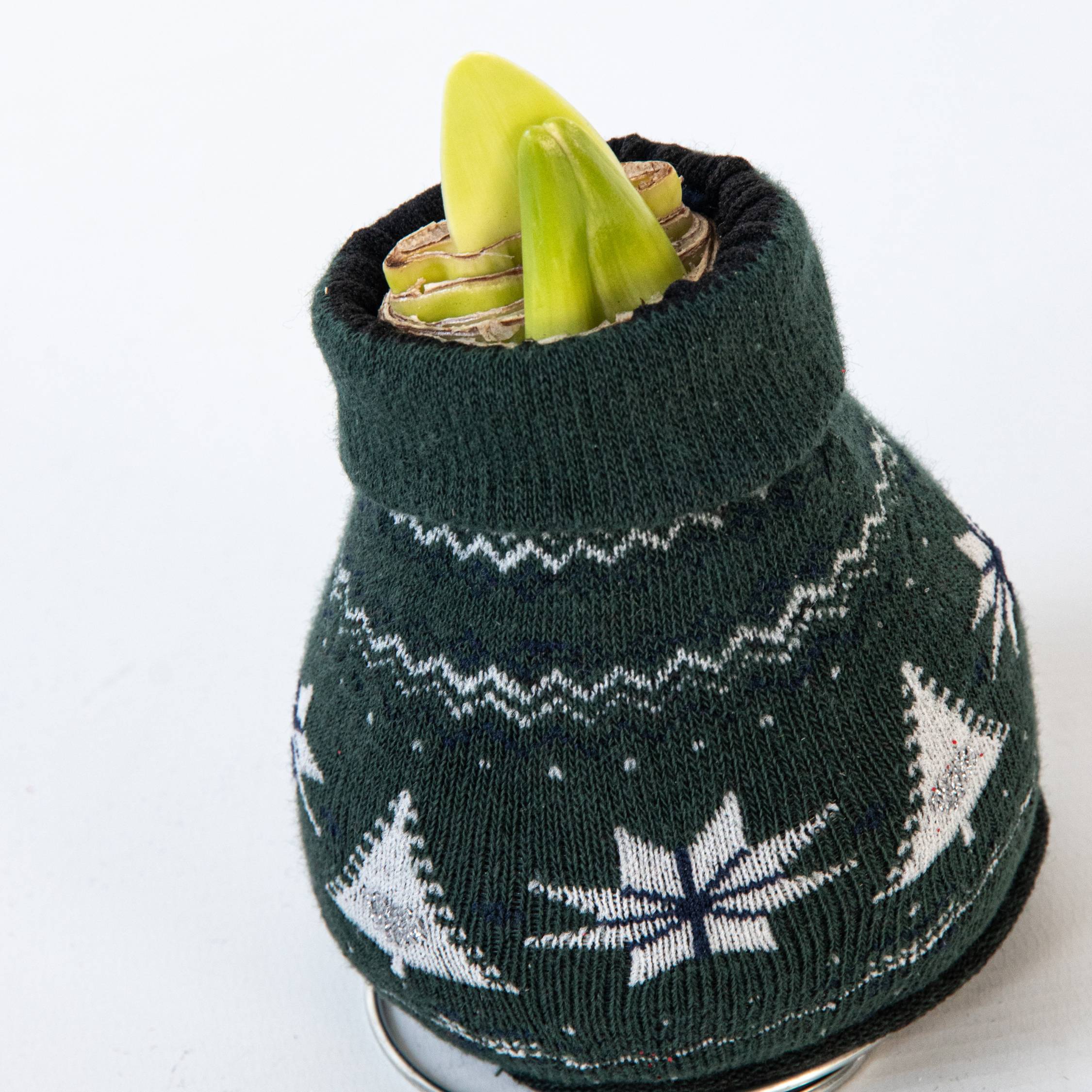 Plant In A Box - Amaryllis - Set de 3 - Hippeastrum 'Christmas Sweater' - Bulbe de fleur - Rouge - Image 5
