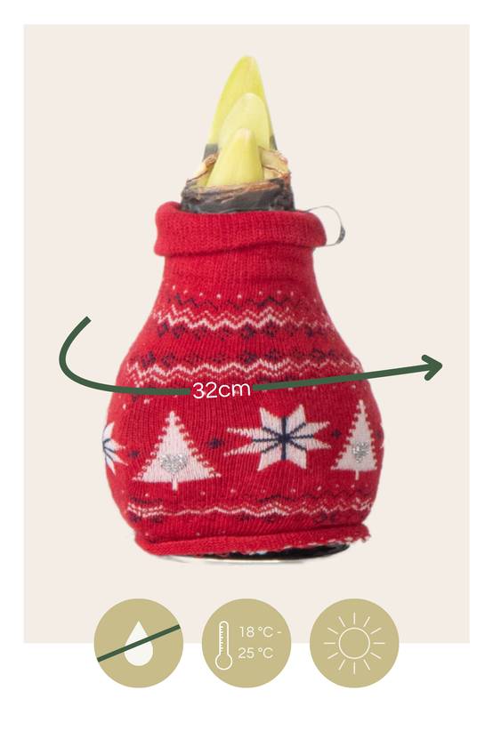Plant In A Box - Amaryllis - Set de 3 - Hippeastrum 'Christmas Sweater' - Bulbe de fleur - Rouge - Image 6