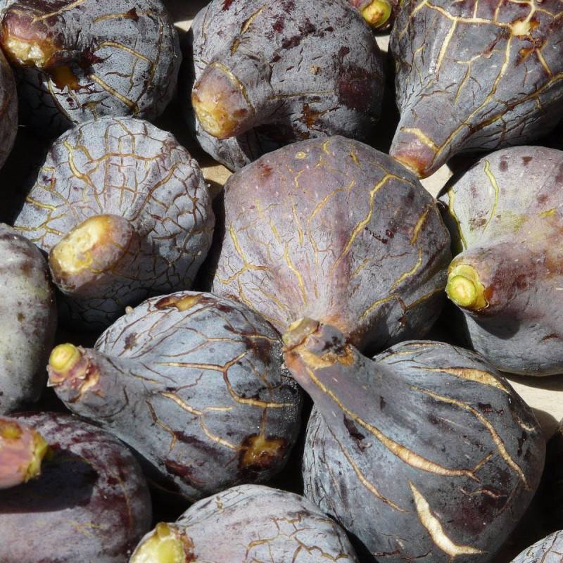 Figuier Grise de Tarascon, Ficus carica - Bon rendement - Godet - 5/20 cm - De 3,00 m à 5,00 m - Imagen 1