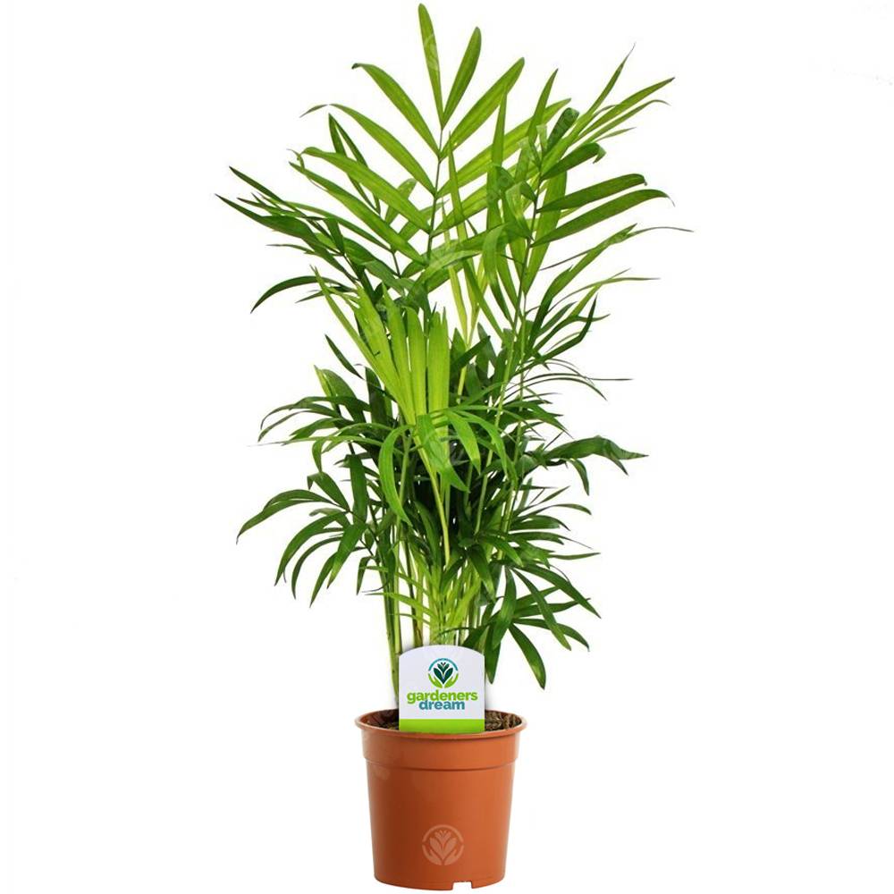 Gardenersdream - Assortiment De Plantes D'Intérieur - 3 Plantes – Superbe Plantes Vivantes En Pot Pour La Maison Ou Le Bureau (Assortiment B) - GardenersDream - Imagen 2