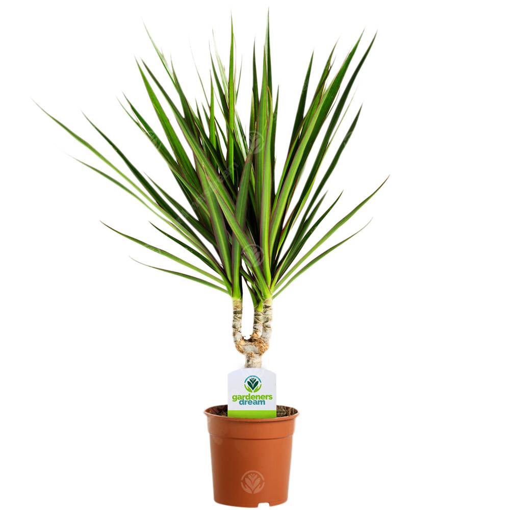 Gardenersdream - Assortiment De Plantes D'Intérieur - 3 Plantes – Superbe Plantes Vivantes En Pot Pour La Maison Ou Le Bureau (Assortiment B) - GardenersDream - Imagen 4