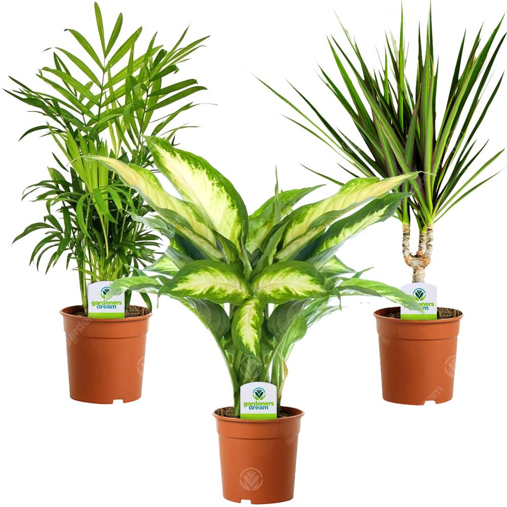 Gardenersdream - Assortiment De Plantes D'Intérieur - 3 Plantes – Superbe Plantes Vivantes En Pot Pour La Maison Ou Le Bureau (Assortiment B) - GardenersDream - Imagen 1