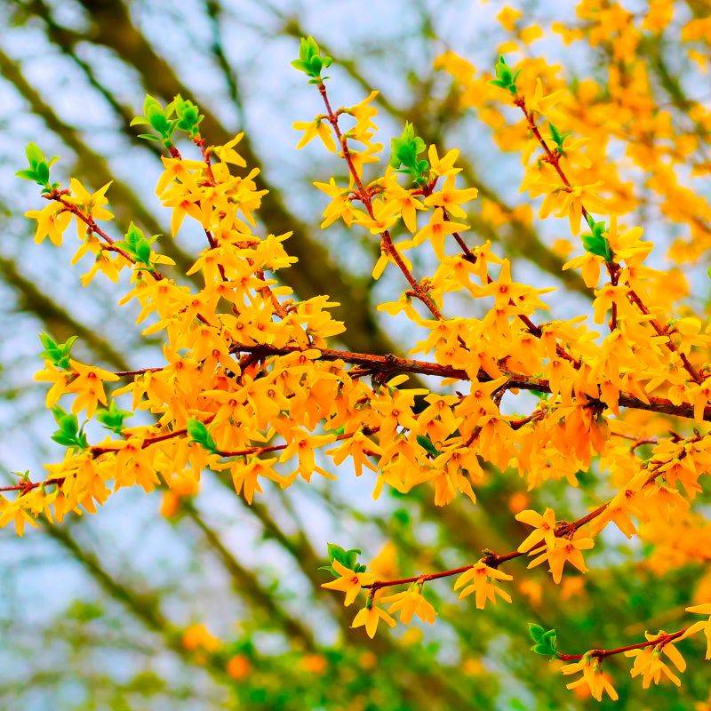 10 Forsythias (Forsythia X Intermedia 'Lynwood Gold') - Haie de Forsythia x Intermedia -  - Pépinières Naudet - Imagen 2