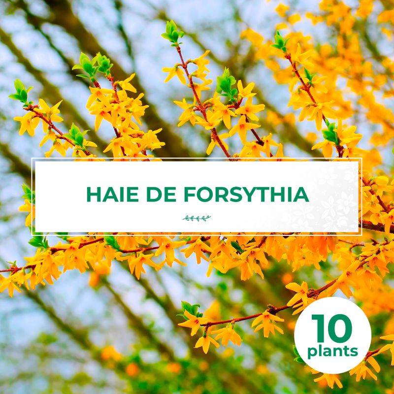 10 Forsythias (Forsythia X Intermedia 'Lynwood Gold') - Haie de Forsythia x Intermedia - - Pépinières Naudet - Image 1