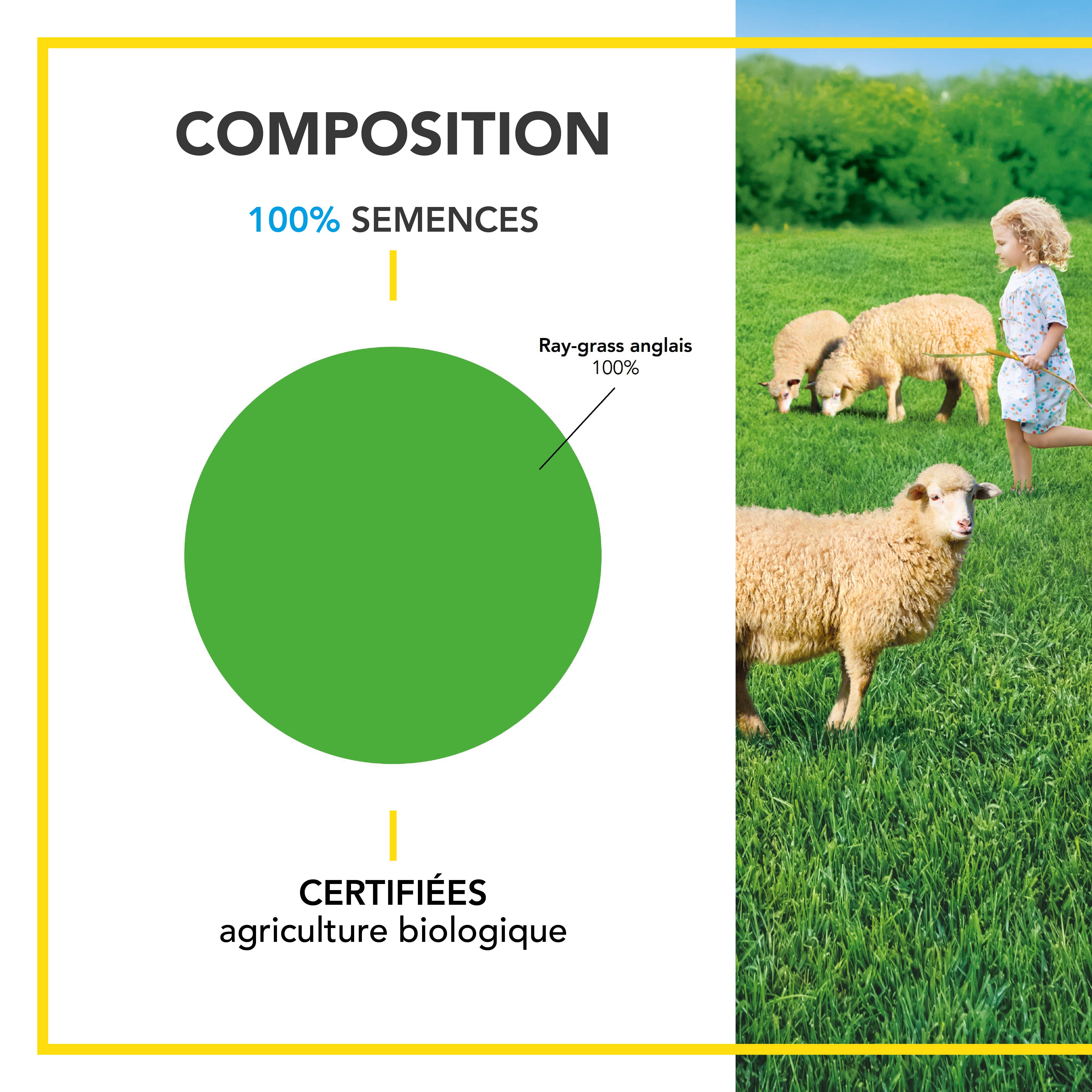 Prairie 100% Ray-grass anglais - Rapide d'Installation - Polyvalente et Appétente - Très Bonne Pérennité 4 ans et + - 3KG - BARENBRUG - Image 3