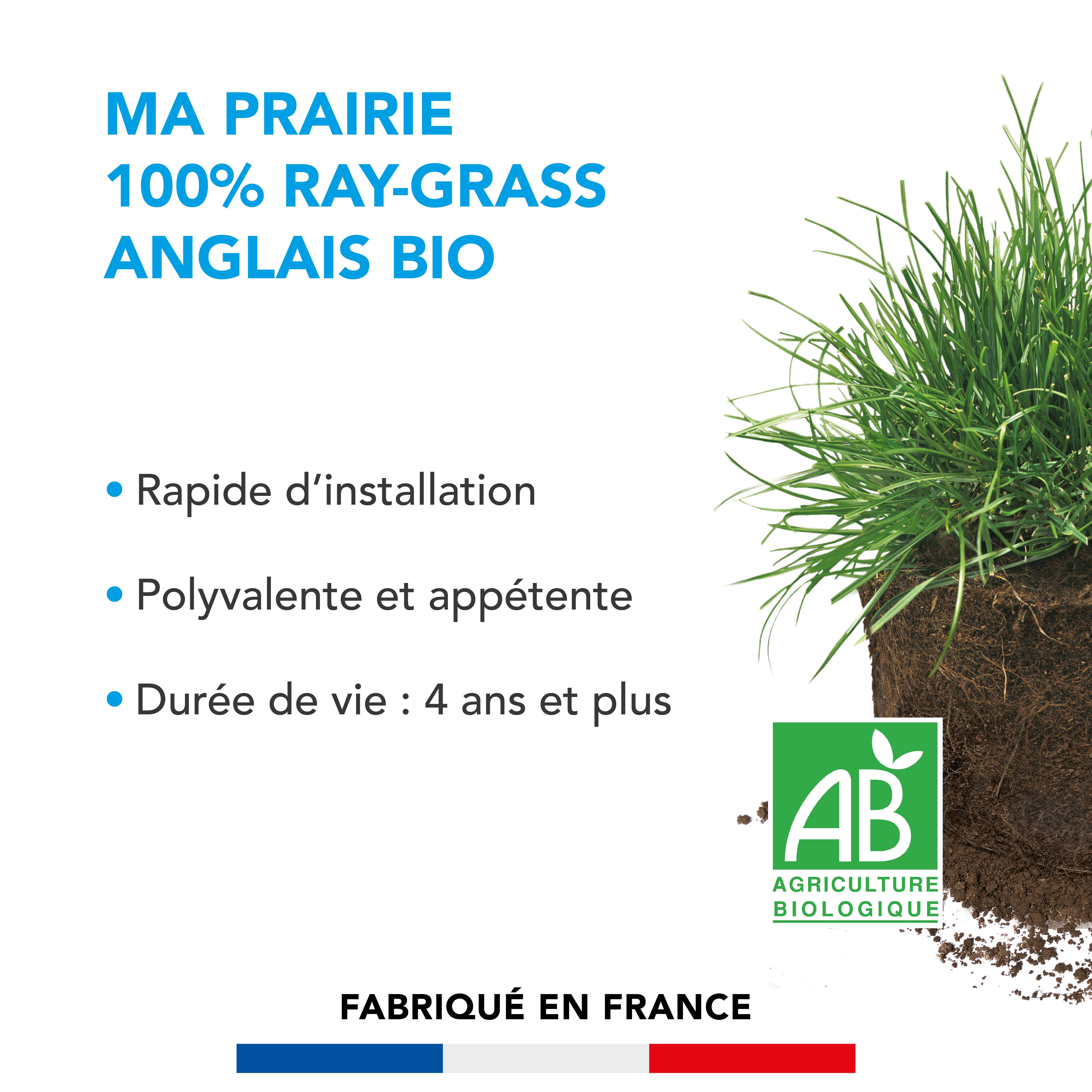 Prairie 100% Ray-grass anglais - Rapide d'Installation - Polyvalente et Appétente - Très Bonne Pérennité 4 ans et + - 3KG - BARENBRUG - Image 2