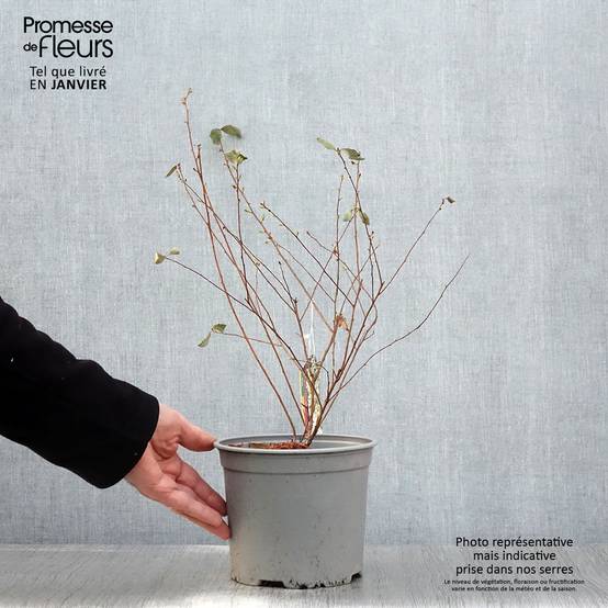 Spiraea vanhouttei Pink Ice - Spirée de Van Houtte panachée Pot de 3L/4L - Image 1