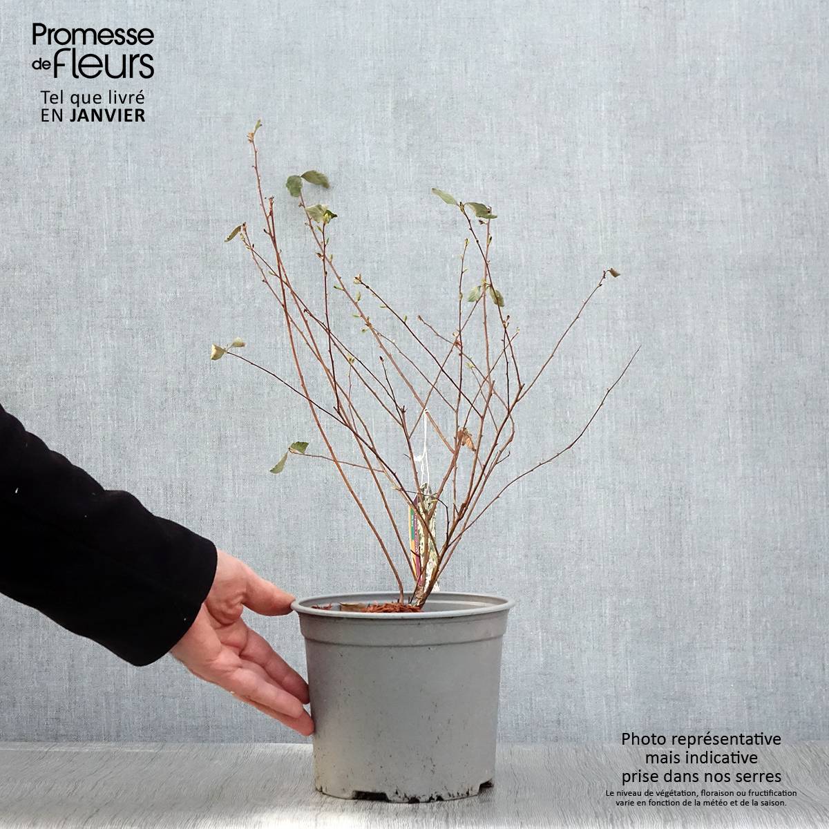Spiraea vanhouttei Pink Ice - Spirée de Van Houtte panachée Pot de 3L/4L - Image 1