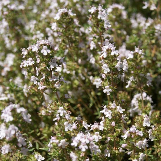 Thym Orangelo - Graines de Thymus fragrantissimus le sachet de 30 graines environ