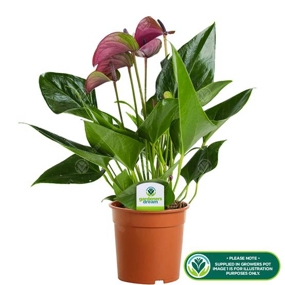 Gardenersdream - Plante D'Intérieur Anthurium Tropical Purple Flamingo De Gardenersdream - Plante En Pot En Céramique De 13 Cm - Facile À Entretenir - GardenersDream - Image 2