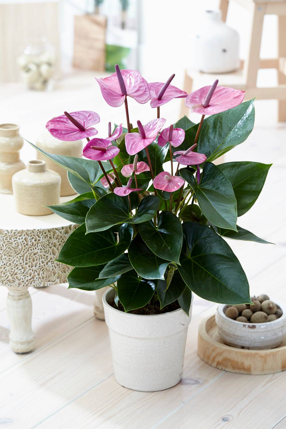 Gardenersdream - Plante D'Intérieur Anthurium Tropical Purple Flamingo De Gardenersdream - Plante En Pot En Céramique De 13 Cm - Facile À Entretenir - GardenersDream