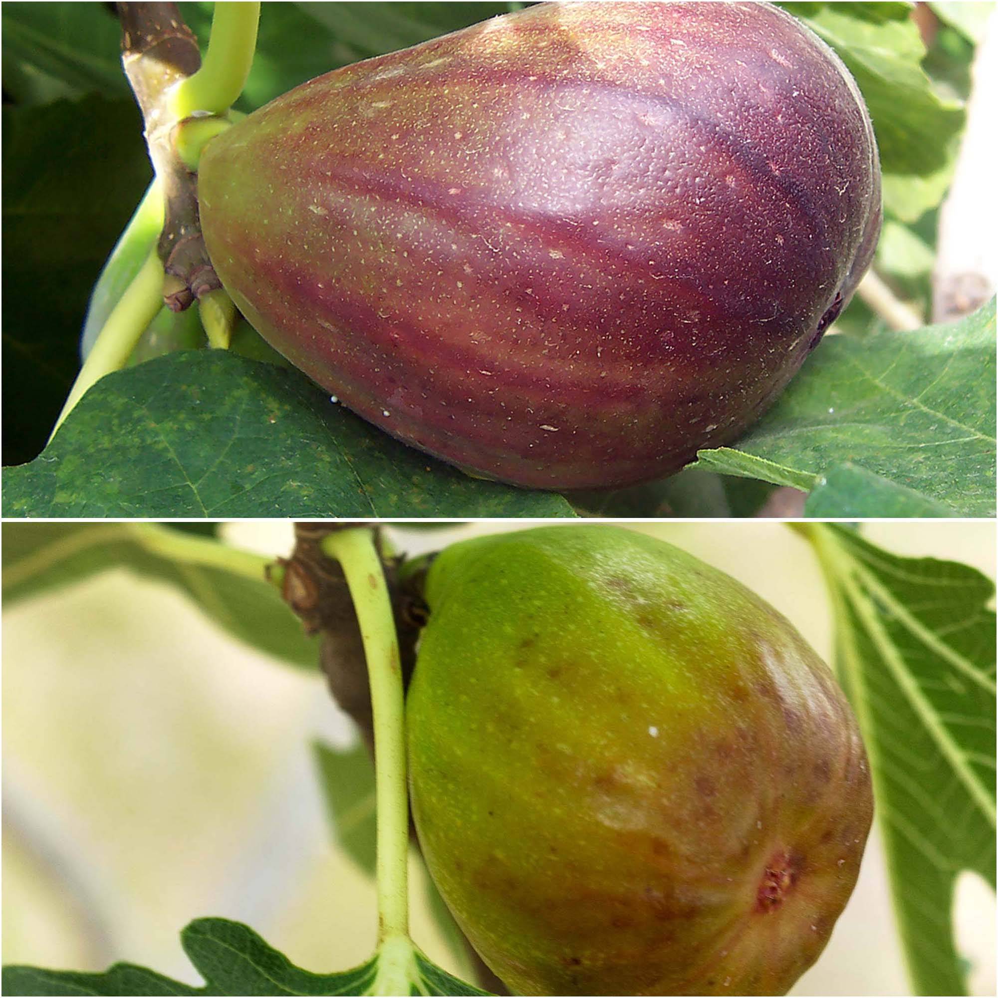 Promesse de Fleurs - Duo de figuiers Brown Turkey rouge et Goutte d'Or blanc - Collection de 2 plantes