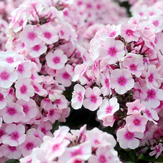 Phlox paniculata Europa Godet de 8/9 cm