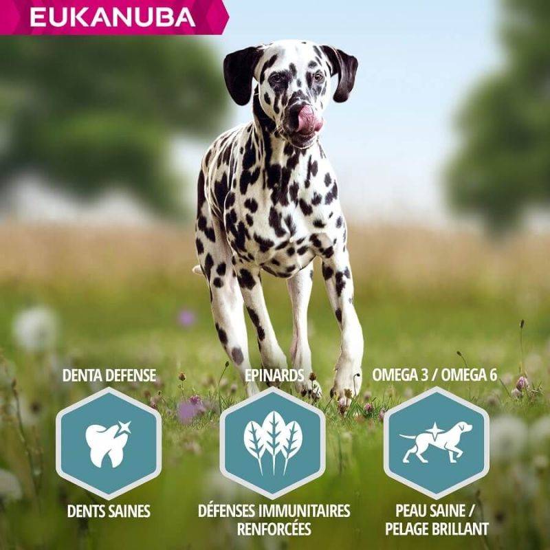 Eukanuba - CROQUETTES CHIEN ADULT SAUMON LARGE - EUKANUBA 2,5 kg - Imagen 5