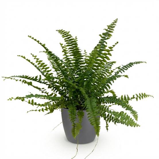 La Green Touch - Nephrolepis exaltata Green Lady - Fougère de Boston - Avec cache-pot gris - Pot Ø25 cm, H 30 cm - Image 2